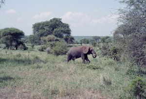 Safari - Analog